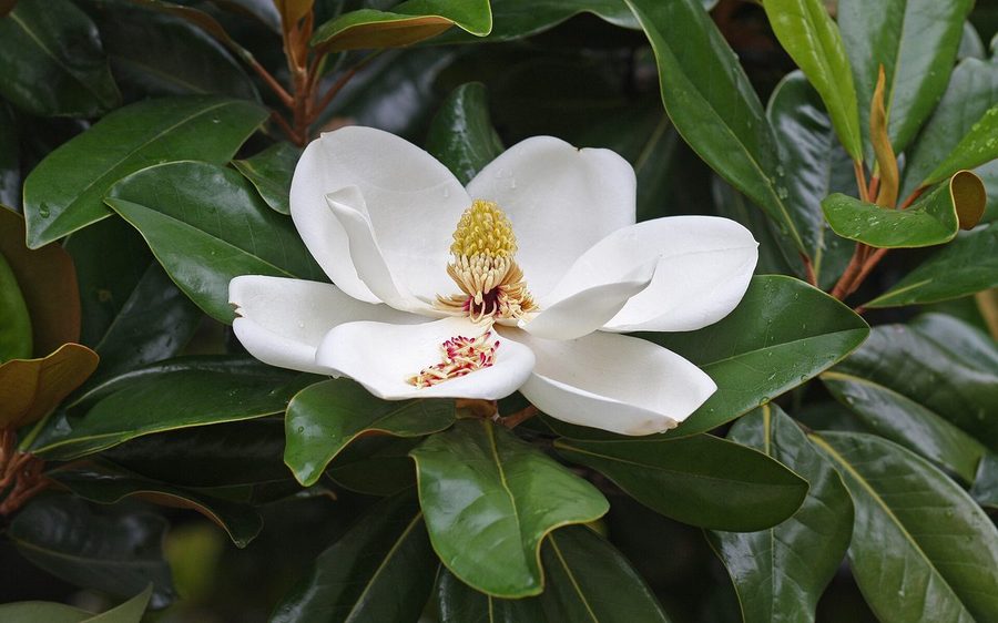 Southern magnolia blossom